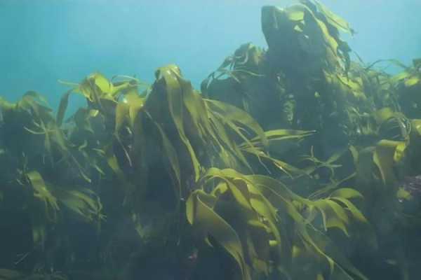 海带哪里的好(中国海带哪里的好)-第1张图片-厨房小当家 海带哪里的好(中国海带哪里的好)-第1张图片-厨房小当家