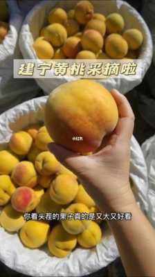 黄桃哪里的最好吃(黄桃那个地方的好吃)-第3张图片-厨房小当家 黄桃哪里的最好吃(黄桃那个地方的好吃)-第3张图片-厨房小当家