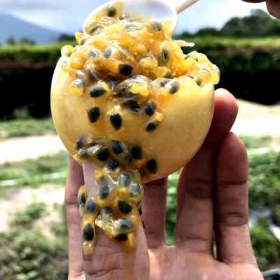 哪个地方百香果好,哪里的百香果好吃又甜-第2张图片-厨房小当家 哪个地方百香果好,哪里的百香果好吃又甜-第2张图片-厨房小当家