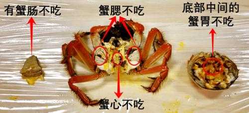 螃蟹的哪里不能吃(螃蟹哪里能吃哪里不能吃)-第3张图片-厨房小当家 螃蟹的哪里不能吃(螃蟹哪里能吃哪里不能吃)-第3张图片-厨房小当家