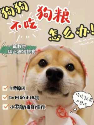 馋胖怎么样（狗狗很馋不吃狗粮，该怎么办）-第1张图片-厨房小当家
