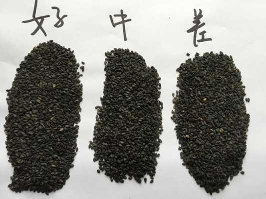 黑芝麻哪里的好（芝麻产地排行榜）-第3张图片-厨房小当家