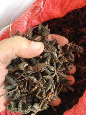 八角哪里的好(大料产地哪里最出名)-第2张图片-厨房小当家 八角哪里的好(大料产地哪里最出名)-第2张图片-厨房小当家