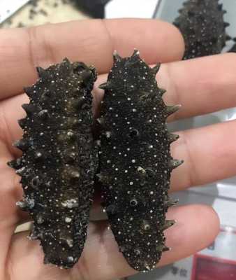 哪里的海参比较好(哪里的海参比较好啊)-第2张图片-厨房小当家 哪里的海参比较好(哪里的海参比较好啊)-第2张图片-厨房小当家