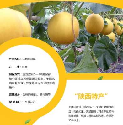 北京附近的香瓜产地,香瓜哪里的产地好-第3张图片-厨房小当家 北京附近的香瓜产地,香瓜哪里的产地好-第3张图片-厨房小当家