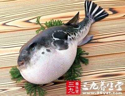 河豚哪里吃（河豚哪里可以吃哪里不能吃）-第1张图片-厨房小当家