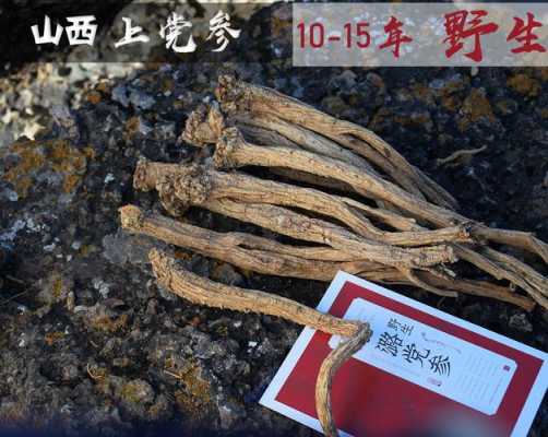 哪里的党参最好(哪里的党参最好最正宗)-第1张图片-厨房小当家 哪里的党参最好(哪里的党参最好最正宗)-第1张图片-厨房小当家