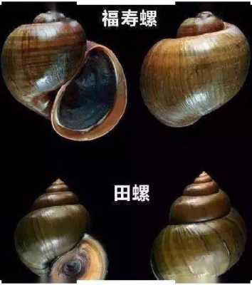 螺蛳的肠子能吃吗,螺蛳哪里不能吃图解-第1张图片-厨房小当家 螺蛳的肠子能吃吗,螺蛳哪里不能吃图解-第1张图片-厨房小当家