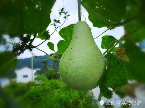 葫芦产地排名前十名,葫芦哪里的好吃-第1张图片-厨房小当家 葫芦产地排名前十名,葫芦哪里的好吃-第1张图片-厨房小当家