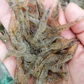 中国市面上的虾都是哪里的,虾子的产地-第3张图片-厨房小当家 中国市面上的虾都是哪里的,虾子的产地-第3张图片-厨房小当家