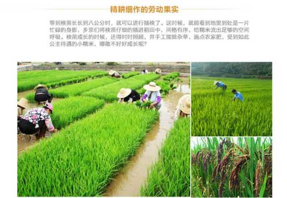糯米产地哪里最好(安徽糯米产地哪里最好)-第2张图片-厨房小当家 糯米产地哪里最好(安徽糯米产地哪里最好)-第2张图片-厨房小当家