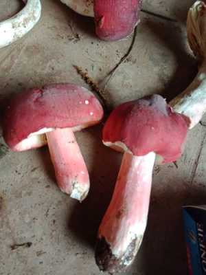 哪里的红菇最好(哪里的红菇最好吃最出名)-第3张图片-厨房小当家 哪里的红菇最好(哪里的红菇最好吃最出名)-第3张图片-厨房小当家
