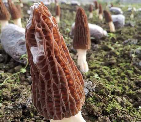 哪里的羊肚菌品质好,羊肚菌产地哪里的质量最好-第2张图片-厨房小当家 哪里的羊肚菌品质好,羊肚菌产地哪里的质量最好-第2张图片-厨房小当家