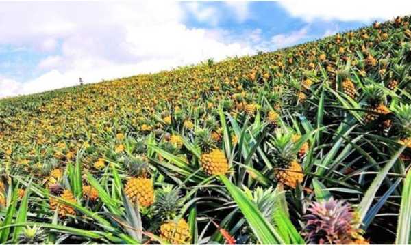 菠萝是哪里的(菠萝产地是哪里)-第2张图片-厨房小当家 菠萝是哪里的(菠萝产地是哪里)-第2张图片-厨房小当家