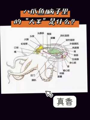 章鱼哪里不能吃(八爪鱼哪个部位不能吃)-第1张图片-厨房小当家 章鱼哪里不能吃(八爪鱼哪个部位不能吃)-第1张图片-厨房小当家