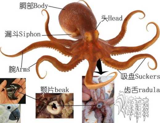章鱼哪里不能吃(八爪鱼哪个部位不能吃)-第2张图片-厨房小当家 章鱼哪里不能吃(八爪鱼哪个部位不能吃)-第2张图片-厨房小当家