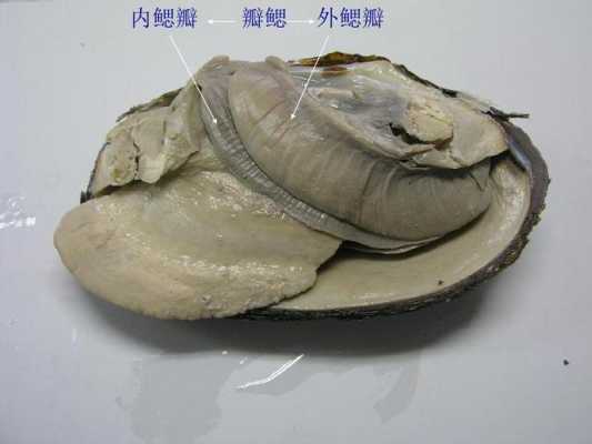 河蚌哪里不能吃(河蚌哪里不能吃图解)-第1张图片-厨房小当家 河蚌哪里不能吃(河蚌哪里不能吃图解)-第1张图片-厨房小当家