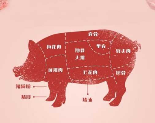 猪哪里最好(猪身上哪个部位的肉最好)-第3张图片-厨房小当家 猪哪里最好(猪身上哪个部位的肉最好)-第3张图片-厨房小当家