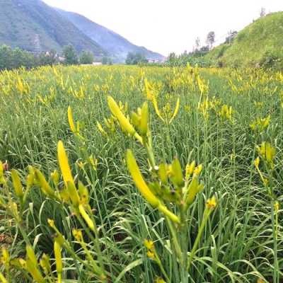 黄花菜哪里的好(黄花菜哪里产地好)-第1张图片-厨房小当家 黄花菜哪里的好(黄花菜哪里产地好)-第1张图片-厨房小当家