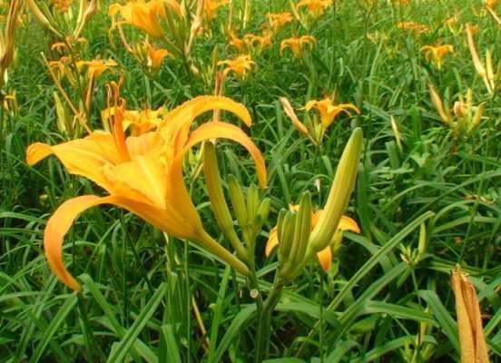 黄花菜哪里的好(黄花菜哪里产地好)-第2张图片-厨房小当家 黄花菜哪里的好(黄花菜哪里产地好)-第2张图片-厨房小当家