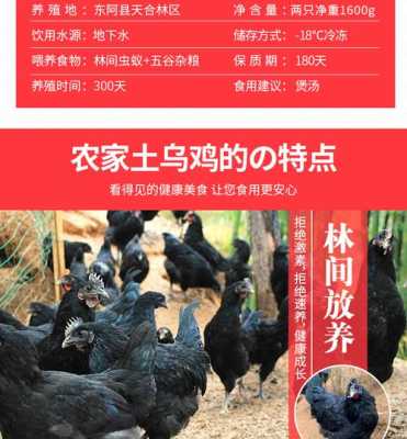 乌鸡产地排名,笨鸡是哪里的方言-第2张图片-厨房小当家 乌鸡产地排名,笨鸡是哪里的方言-第2张图片-厨房小当家