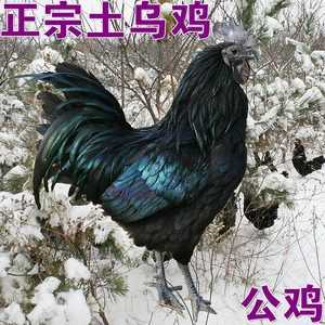 乌鸡产地排名,笨鸡是哪里的方言-第1张图片-厨房小当家 乌鸡产地排名,笨鸡是哪里的方言-第1张图片-厨房小当家