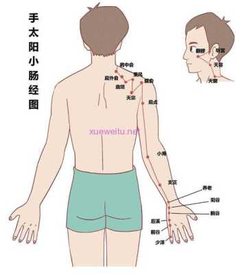 小肠经在哪里(小肠经在哪里图片)-第3张图片-厨房小当家 小肠经在哪里(小肠经在哪里图片)-第3张图片-厨房小当家