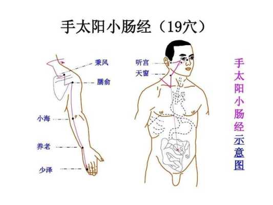 小肠经在哪里(小肠经在哪里图片)-第1张图片-厨房小当家 小肠经在哪里(小肠经在哪里图片)-第1张图片-厨房小当家