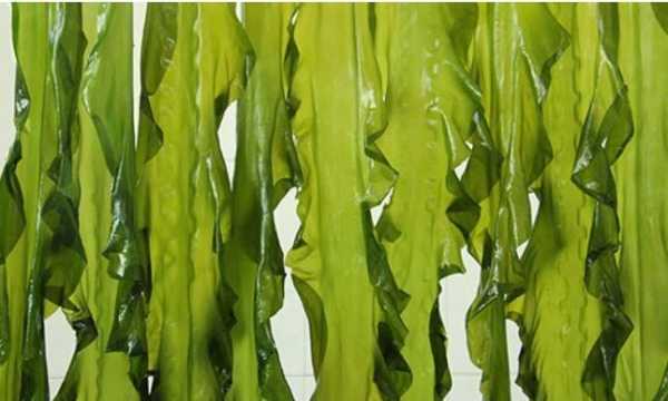 哪里的海带最好吃(哪里的海带最好吃有营养)-第1张图片-厨房小当家 哪里的海带最好吃(哪里的海带最好吃有营养)-第1张图片-厨房小当家