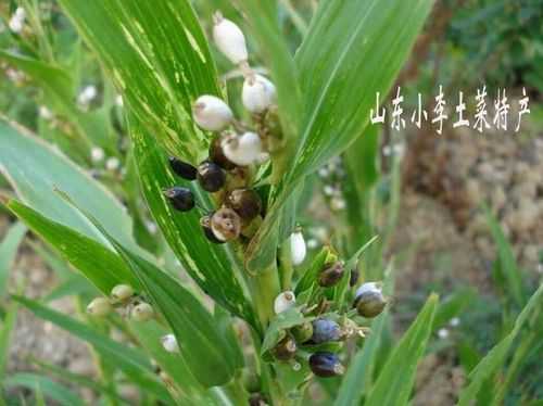 薏米是哪里的(薏米产地哪里最好)-第1张图片-厨房小当家 薏米是哪里的(薏米产地哪里最好)-第1张图片-厨房小当家
