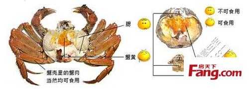 螃蟹吃哪里的肉(螃蟹吃哪里的肉图解)-第1张图片-厨房小当家 螃蟹吃哪里的肉(螃蟹吃哪里的肉图解)-第1张图片-厨房小当家