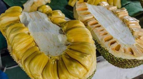 哪里的菠萝蜜最好吃(哪里的菠萝蜜最好吃?)-第1张图片-厨房小当家 哪里的菠萝蜜最好吃(哪里的菠萝蜜最好吃?)-第1张图片-厨房小当家