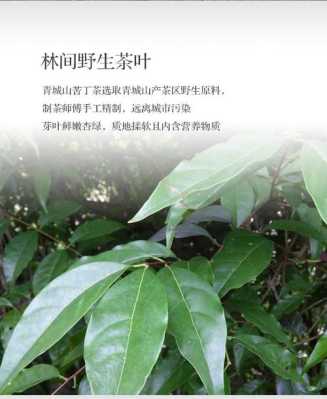 哪里的苦丁茶最好(什么地方的苦丁茶最好)-第2张图片-厨房小当家 哪里的苦丁茶最好(什么地方的苦丁茶最好)-第2张图片-厨房小当家