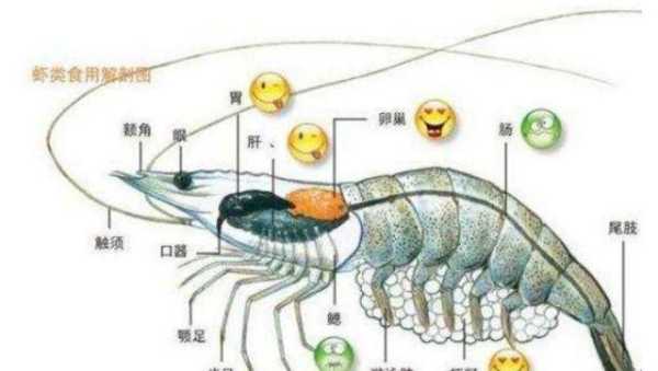 虾头哪里不能吃(大虾哪不能吃,大虾哪些部位不能吃)-第1张图片-厨房小当家 虾头哪里不能吃(大虾哪不能吃,大虾哪些部位不能吃)-第1张图片-厨房小当家