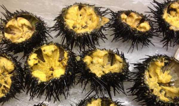 海胆三大产国,海胆哪里能吃-第3张图片-厨房小当家 海胆三大产国,海胆哪里能吃-第3张图片-厨房小当家