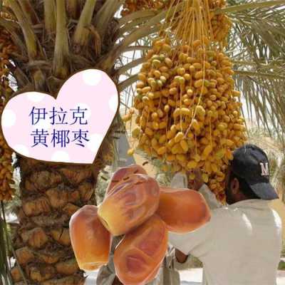 椰枣哪里的产地最好,椰枣哪里的好吃-第1张图片-厨房小当家 椰枣哪里的产地最好,椰枣哪里的好吃-第1张图片-厨房小当家