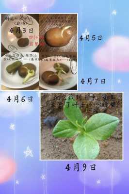 蚕豆长在哪里(蚕豆长在哪里图片)-第1张图片-厨房小当家 蚕豆长在哪里(蚕豆长在哪里图片)-第1张图片-厨房小当家