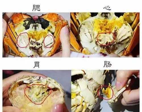 螃蟹的腮在哪里(螃蟹的腮在哪里图片)-第3张图片-厨房小当家 螃蟹的腮在哪里(螃蟹的腮在哪里图片)-第3张图片-厨房小当家
