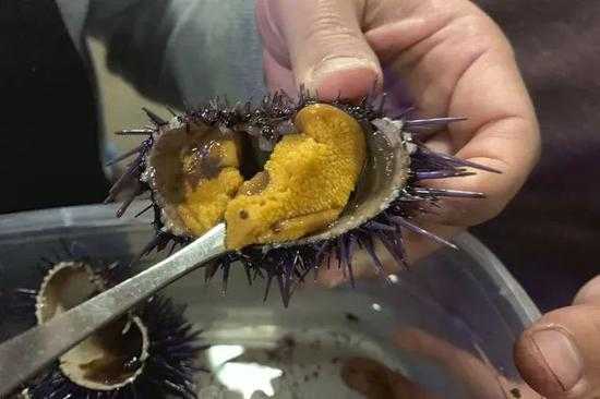 海胆吃东西的过程,海胆吃哪里?-第3张图片-厨房小当家 海胆吃东西的过程,海胆吃哪里?-第3张图片-厨房小当家