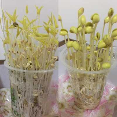 豆芽长在哪里(豆芽长在哪里图片)-第3张图片-厨房小当家 豆芽长在哪里(豆芽长在哪里图片)-第3张图片-厨房小当家