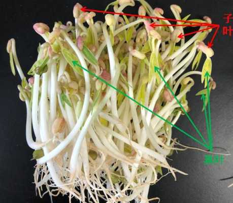 豆芽长在哪里(豆芽长在哪里图片)-第1张图片-厨房小当家 豆芽长在哪里(豆芽长在哪里图片)-第1张图片-厨房小当家