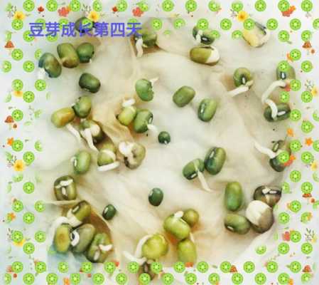 豆芽长在哪里(豆芽长在哪里图片)-第2张图片-厨房小当家 豆芽长在哪里(豆芽长在哪里图片)-第2张图片-厨房小当家