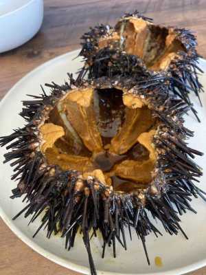 海胆产地排名,哪里吃海胆最便宜-第3张图片-厨房小当家 海胆产地排名,哪里吃海胆最便宜-第3张图片-厨房小当家