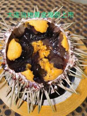 海胆哪里有(海胆哪里有卖)-第2张图片-厨房小当家 海胆哪里有(海胆哪里有卖)-第2张图片-厨房小当家