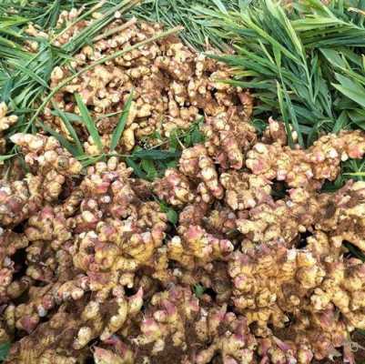 小黄姜哪里的好(请问一下国内哪里有种植正宗的小黄姜)-第2张图片-厨房小当家 小黄姜哪里的好(请问一下国内哪里有种植正宗的小黄姜)-第2张图片-厨房小当家