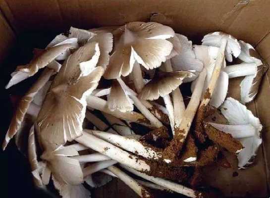 鸡枞菌哪里多,鸡枞是哪里的特产-第1张图片-厨房小当家