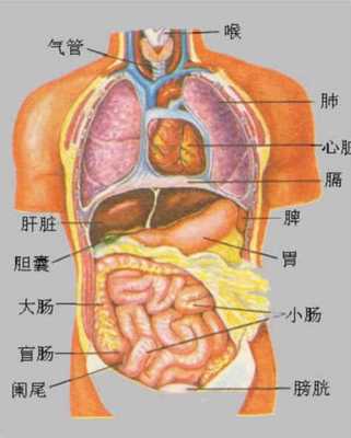 虾的内脏构造图片解说,内脏在哪里位置图片-第3张图片-厨房小当家 虾的内脏构造图片解说,内脏在哪里位置图片-第3张图片-厨房小当家