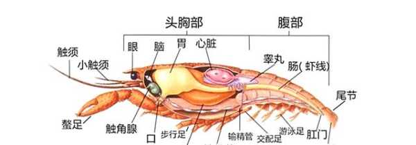 虾的内脏构造图片解说,内脏在哪里位置图片-第1张图片-厨房小当家 虾的内脏构造图片解说,内脏在哪里位置图片-第1张图片-厨房小当家