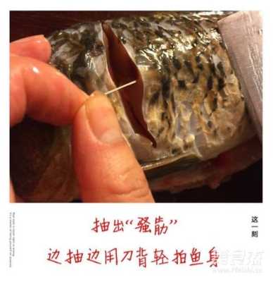 鲤鱼的筋在什么部位,鲤鱼的筋在哪里怎么抽-第3张图片-厨房小当家 鲤鱼的筋在什么部位,鲤鱼的筋在哪里怎么抽-第3张图片-厨房小当家