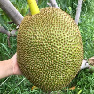 菠萝蜜哪里的产地最好吃,菠萝蜜哪里产的好吃又甜-第2张图片-厨房小当家